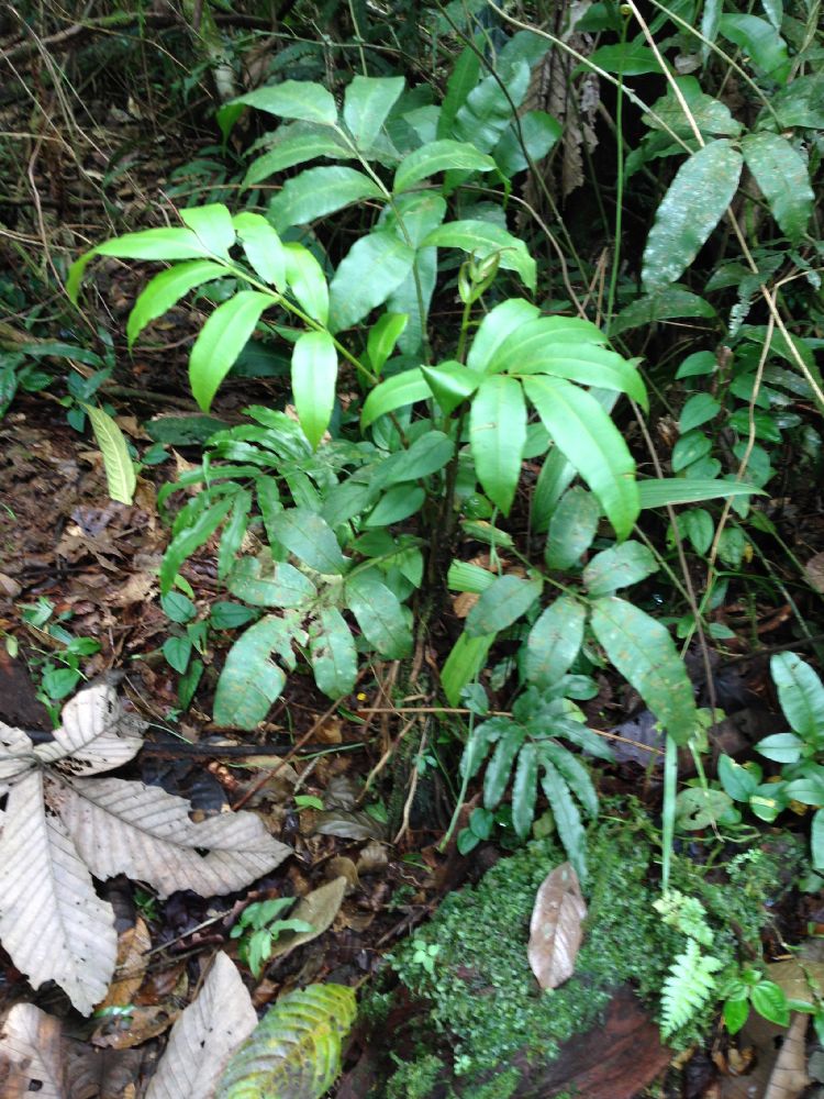 Marattiaceae Danaea arbuscula