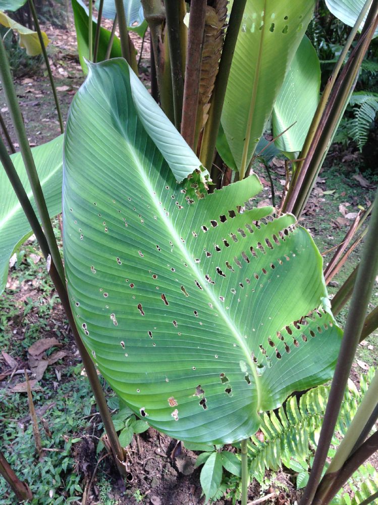 Heliconiaceae Heliconia 