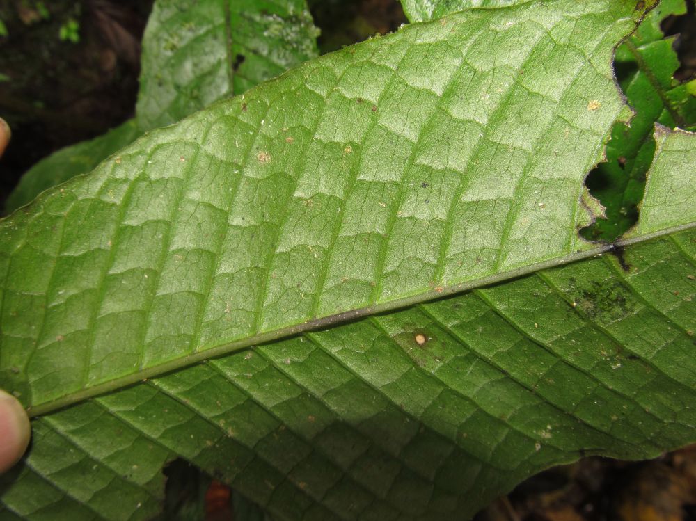 Dryopteridaceae Mickelia nicotianifolia