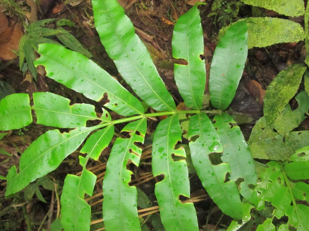 Marattiaceae Danaea nodosa