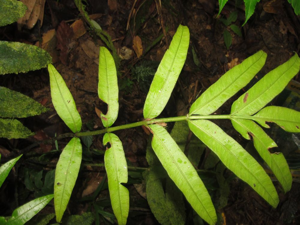 Marattiaceae Danaea nodosa