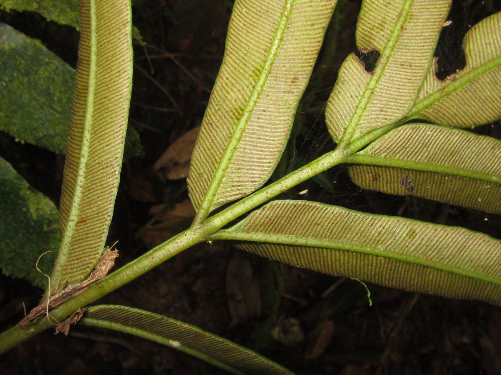 Marattiaceae Danaea nodosa