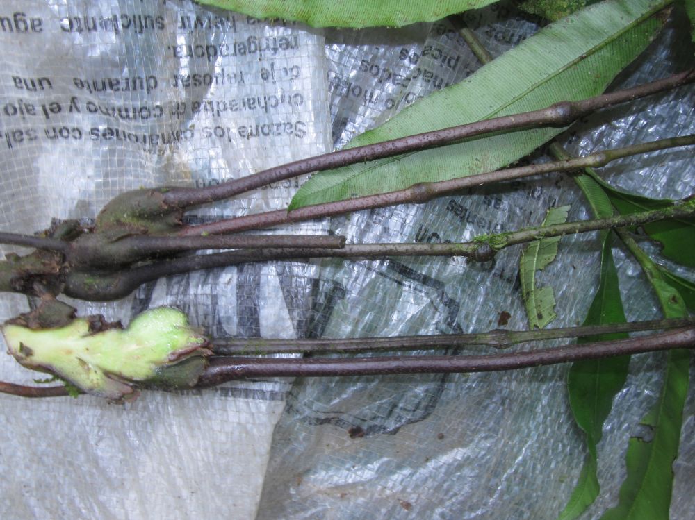 Marattiaceae Danaea nodosa