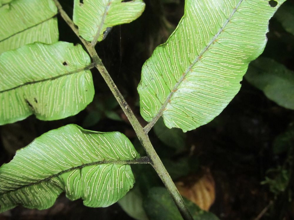 Athyriaceae Diplazium 