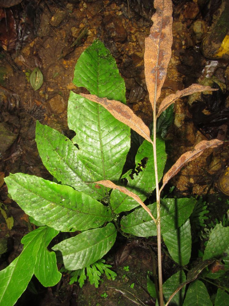 Dryopteridaceae Mickelia nicotianifolia