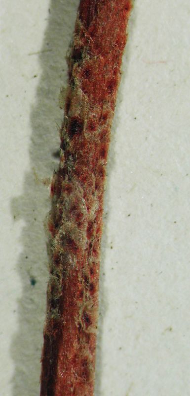 Dryopteridaceae Elaphoglossum accedens