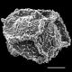 image of Elaphoglossum gramineum