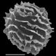 image of Megalastrum platylobum