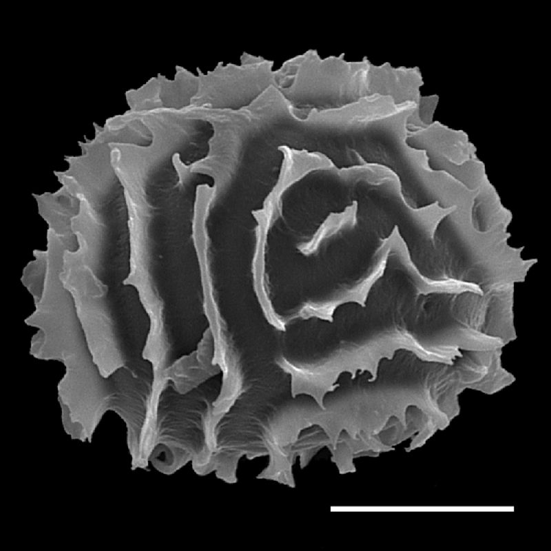 Dryopteridaceae Megalastrum polybotryoides