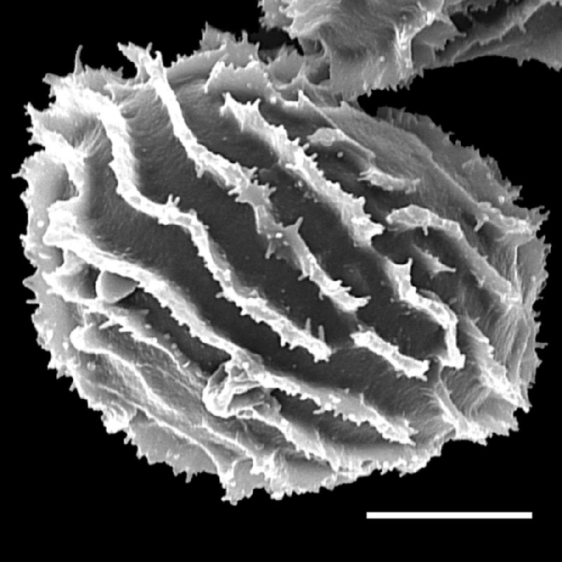 Dryopteridaceae Megalastrum tepuiense