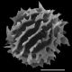 image of Megalastrum alticola
