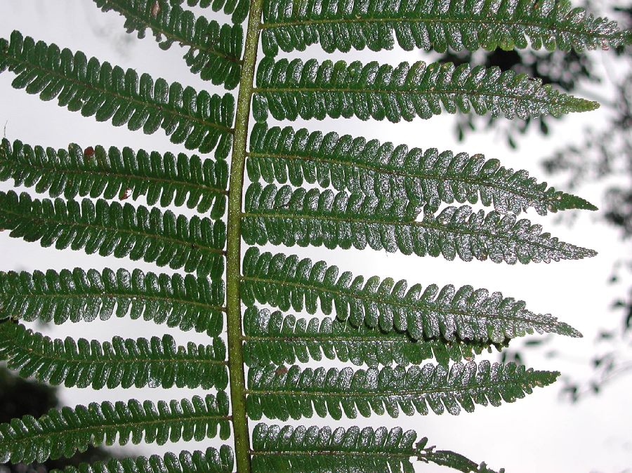 Cyatheaceae Cyathea bipinnatifida