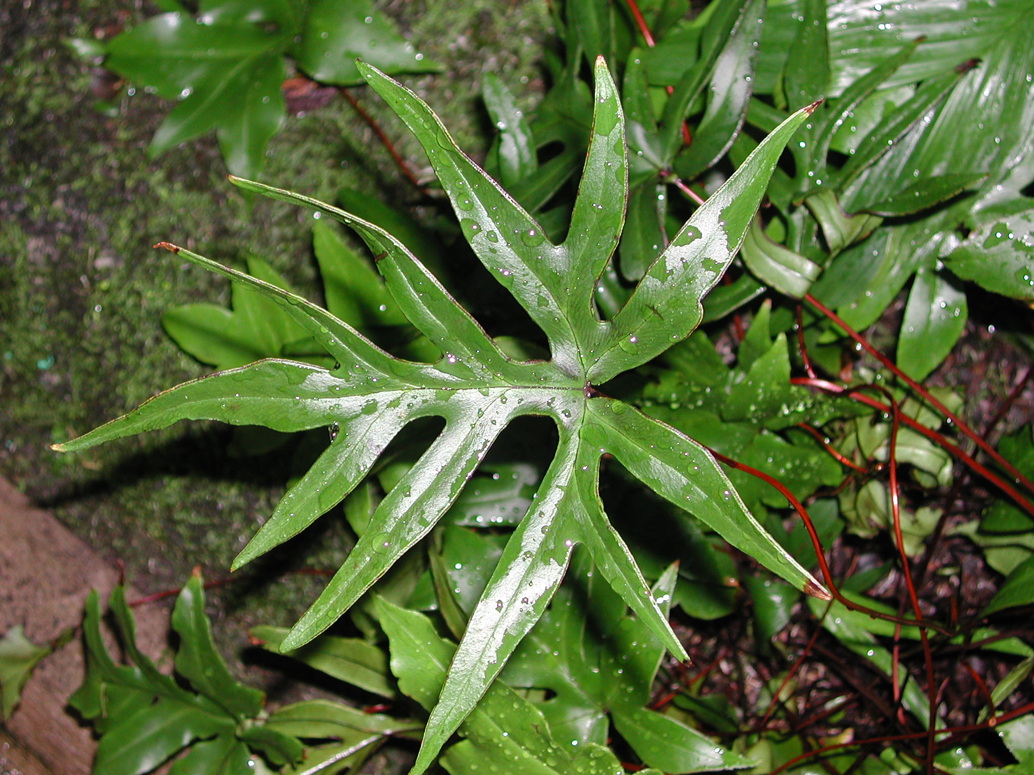 Pteridaceae Doryopteris nobilis