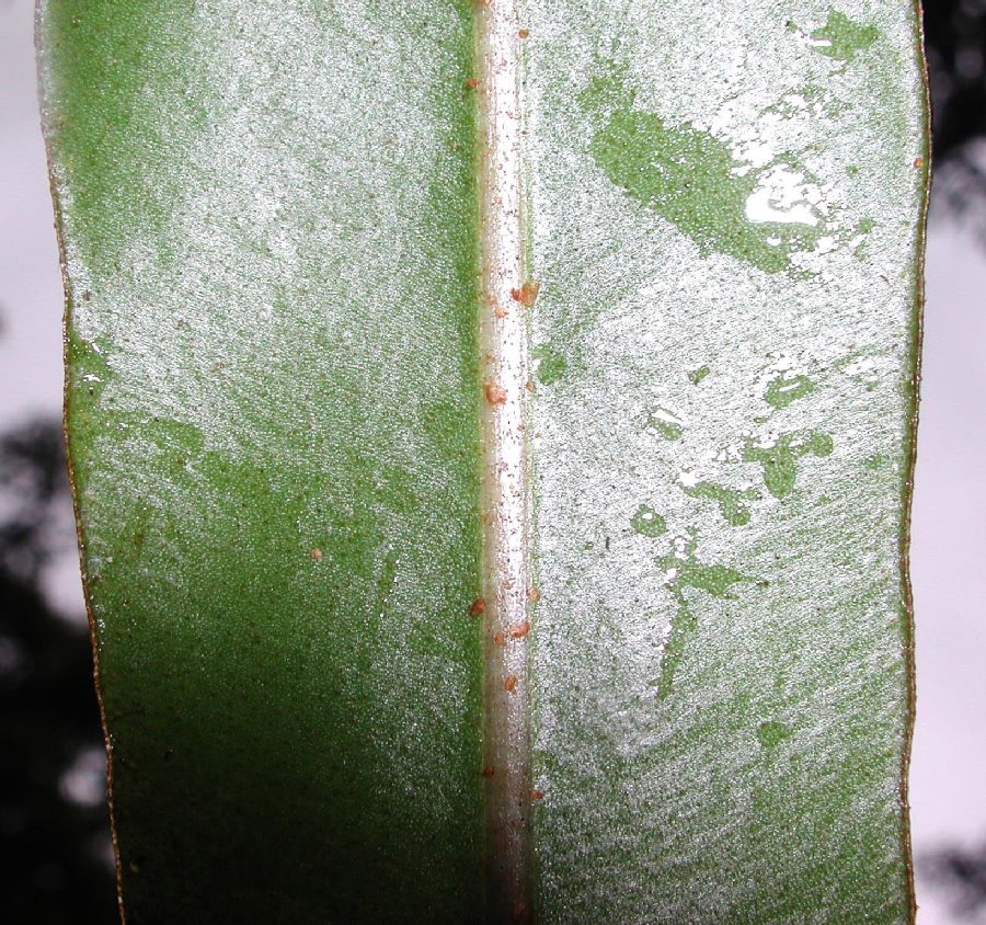Dryopteridaceae Elaphoglossum burchellii