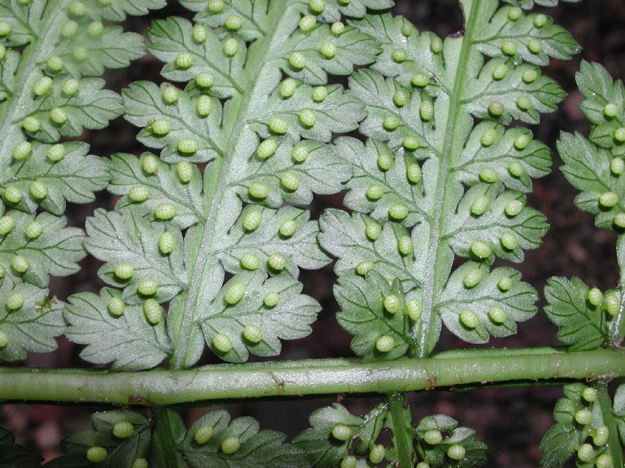 Marattiaceae Eupodium laeve