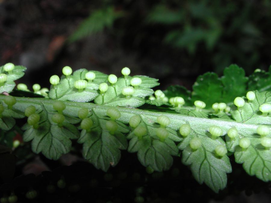 Marattiaceae Eupodium laeve