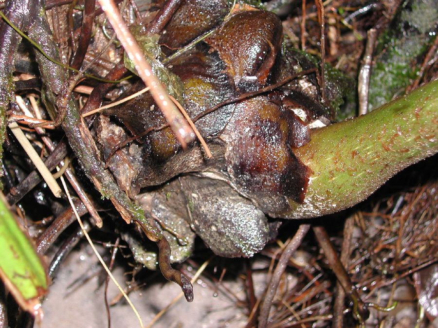 Marattiaceae Eupodium laeve