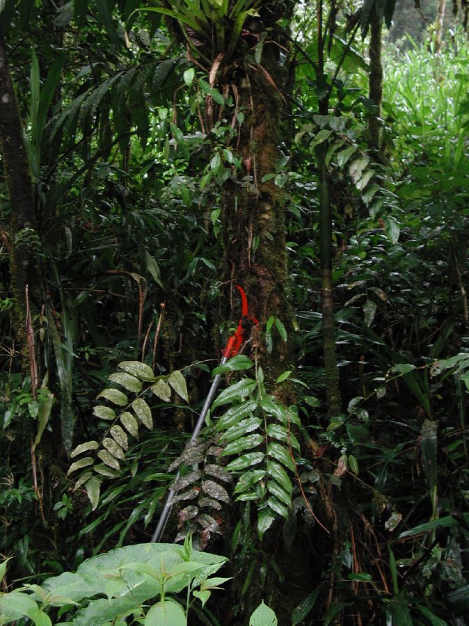 Dryopteridaceae Polybotrya polybotryoides