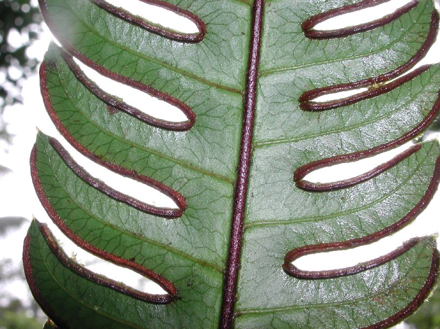 Pteridaceae Pteris speciosa