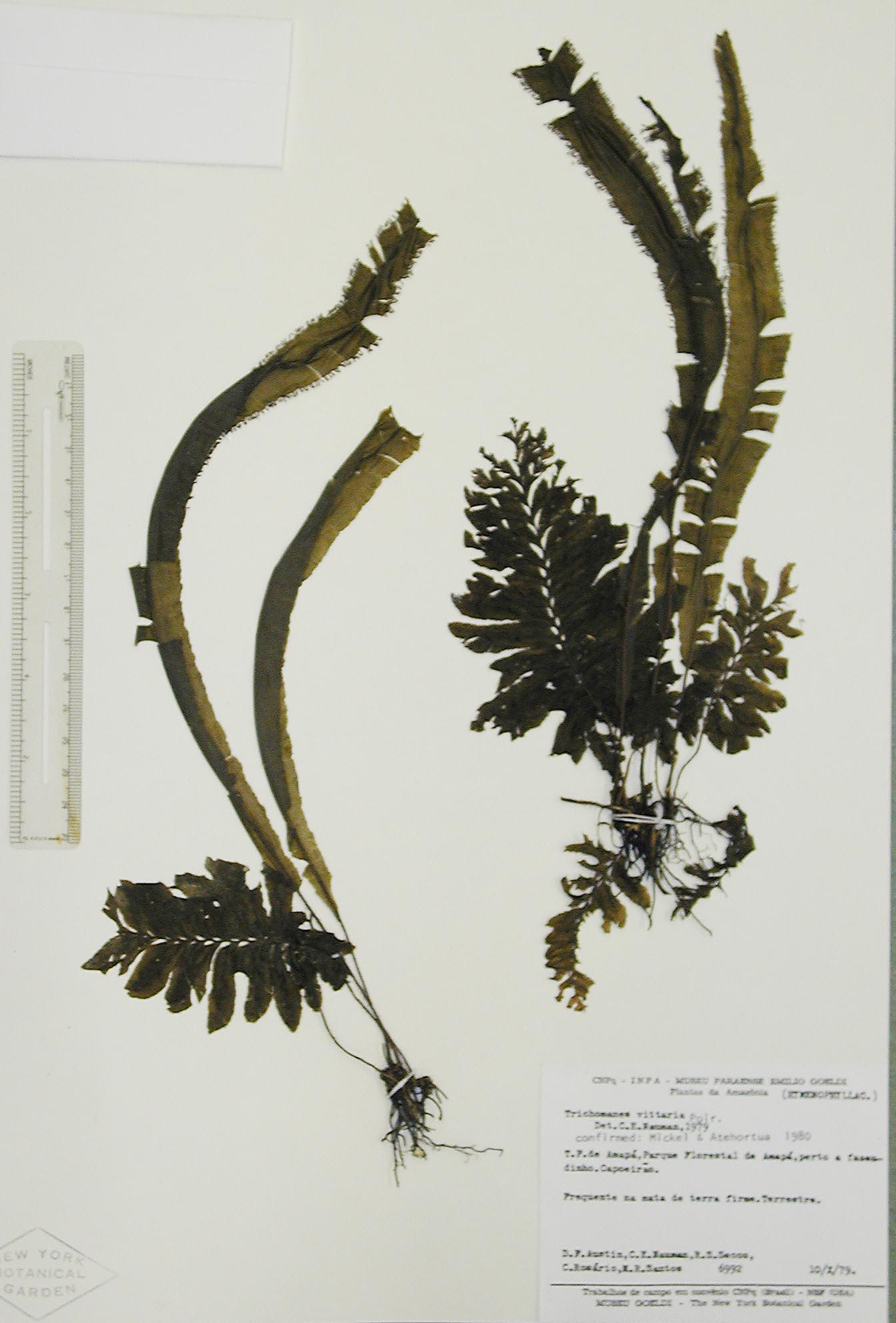 Hymenophyllaceae Trichomanes vittaria