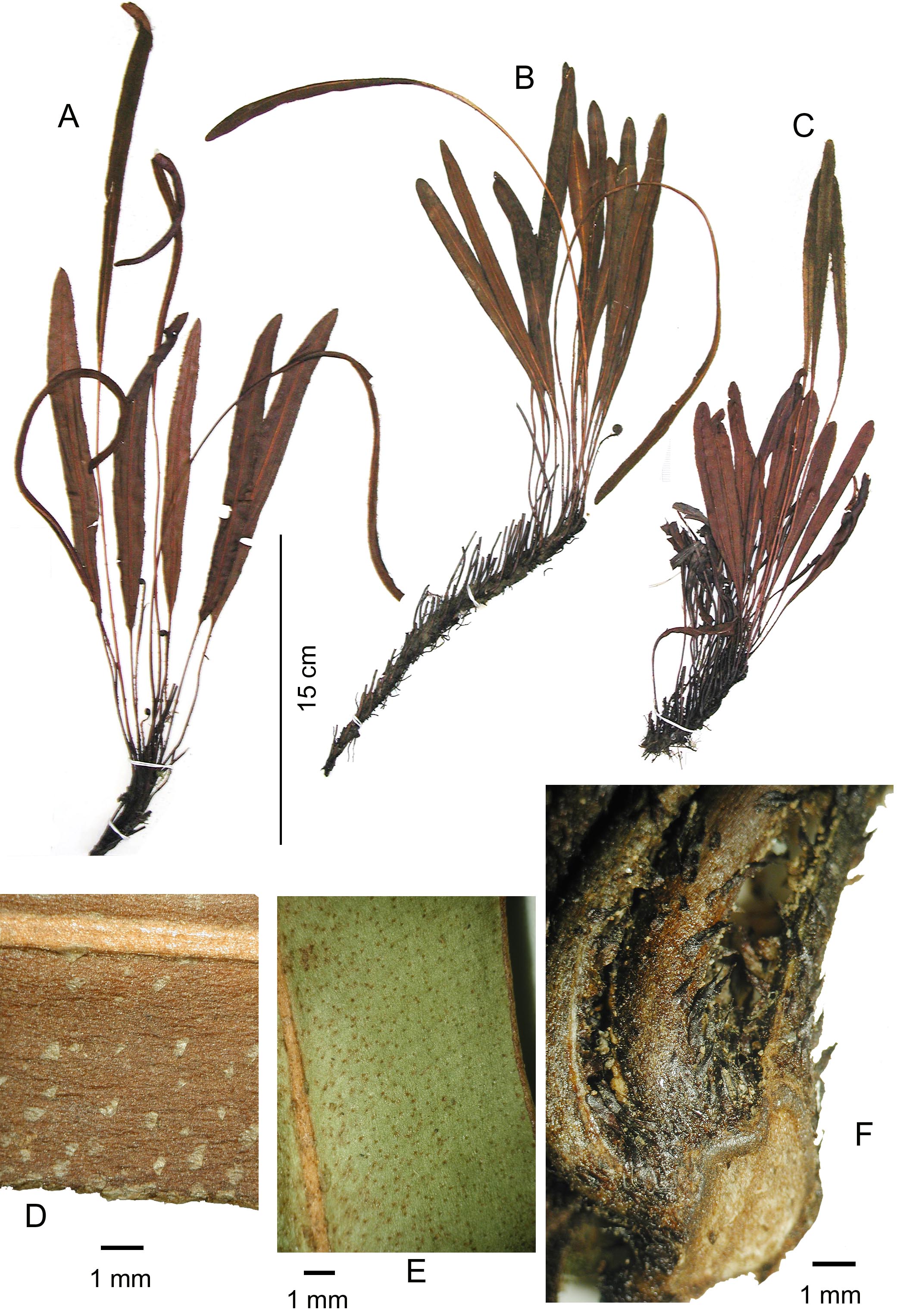 Dryopteridaceae Elaphoglossum huacsaro