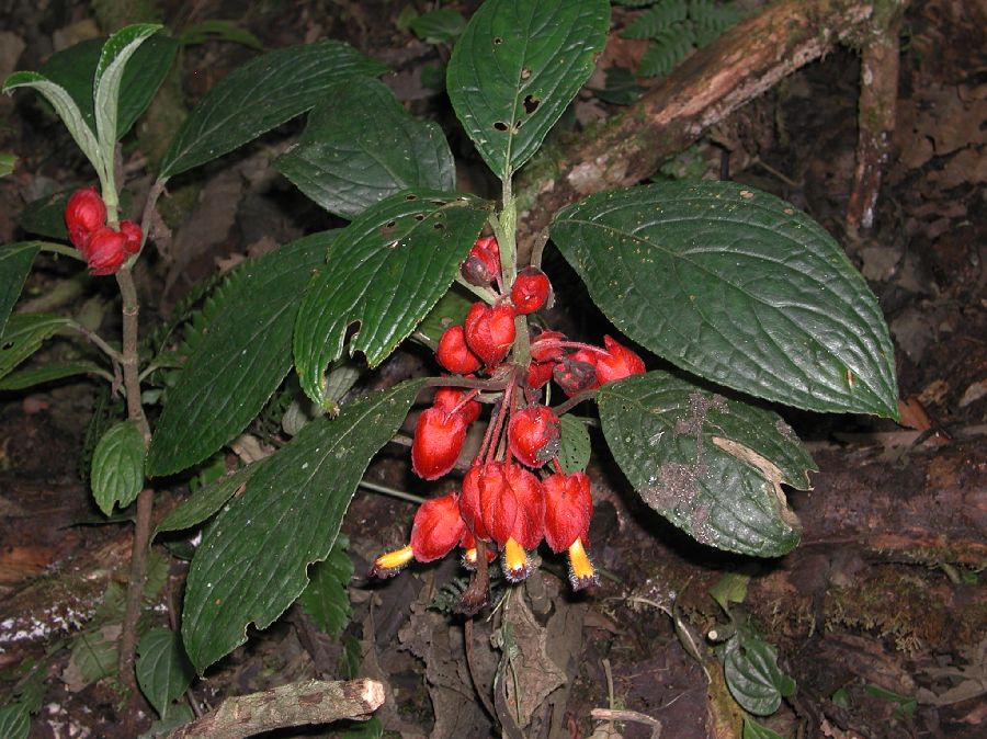 Gesneriaceae Besleria 