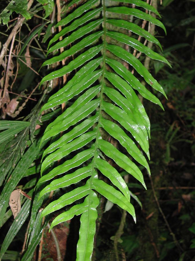 Blechnaceae Lomaridium acutum
