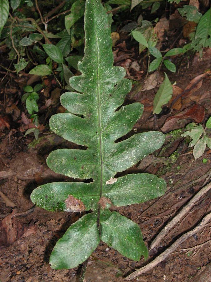 Athyriaceae Diplazium pinnatifidum
