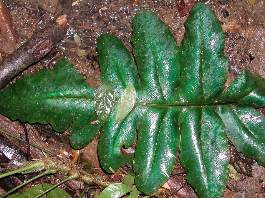 Athyriaceae Diplazium pinnatifidum
