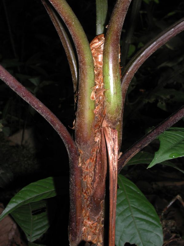 Cyatheaceae Cyathea bipinnatifida