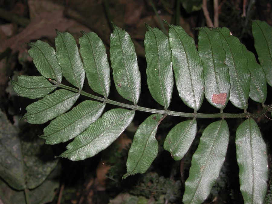 Marattiaceae Danaea moritziana