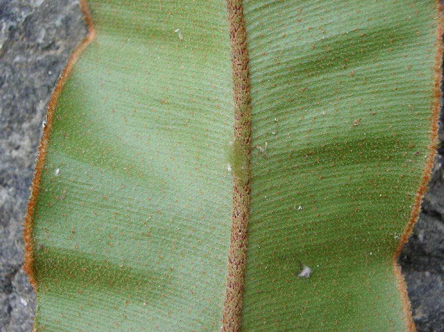 Dryopteridaceae Elaphoglossum argyrophyllum