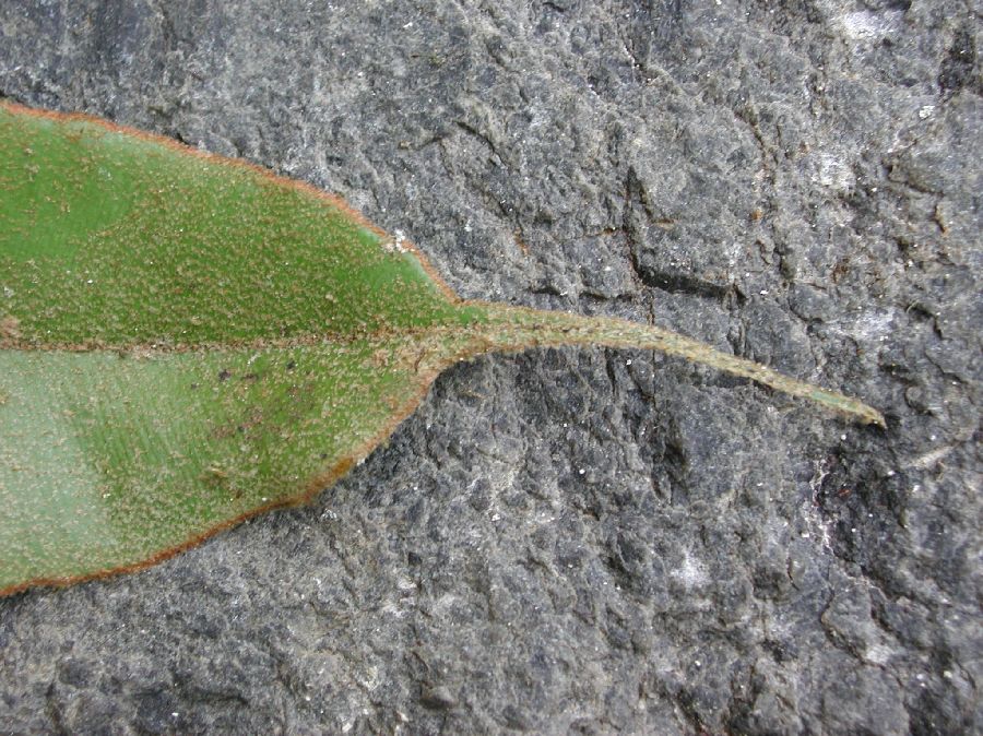 Dryopteridaceae Elaphoglossum argyrophyllum