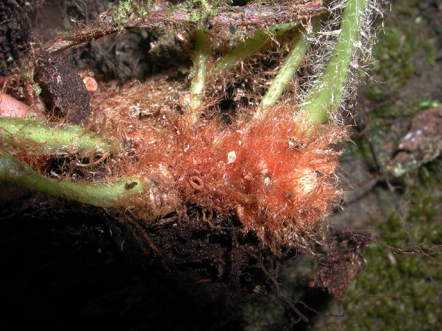 Dryopteridaceae Elaphoglossum auricomum
