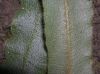 image of Elaphoglossum auricomum