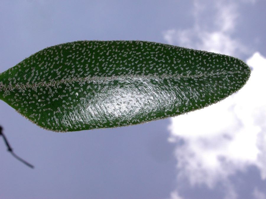 Dryopteridaceae Elaphoglossum blandum