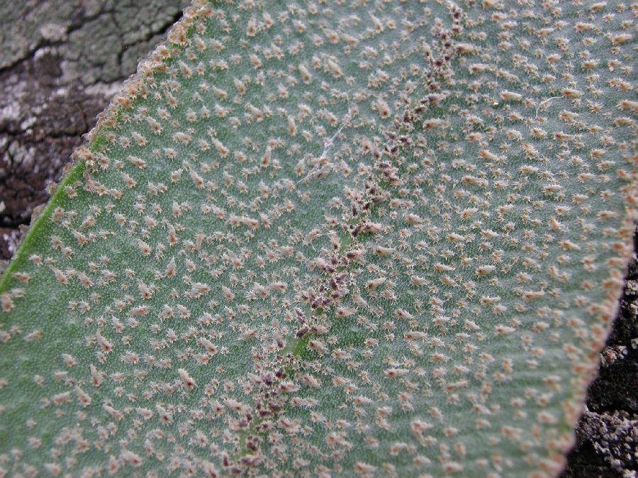 Dryopteridaceae Elaphoglossum blandum