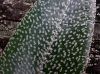 image of Elaphoglossum blandum