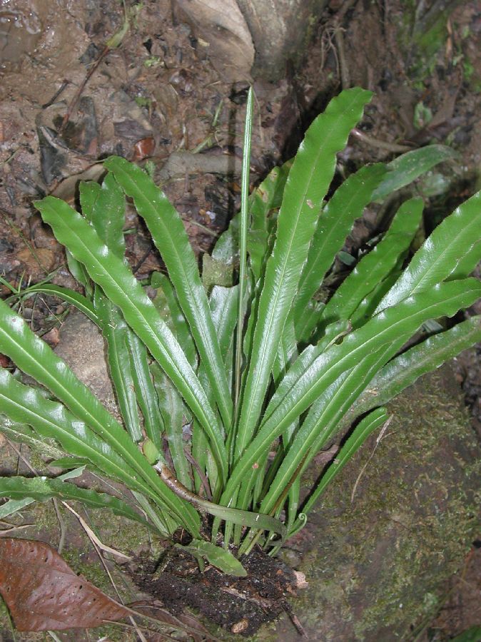 Dryopteridaceae Elaphoglossum nigrescens