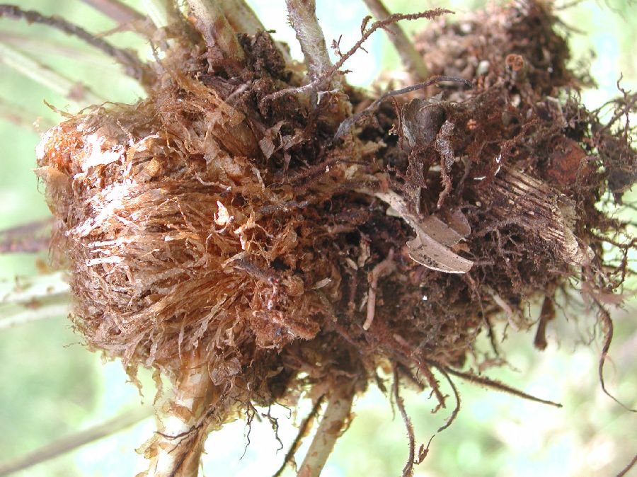 Dryopteridaceae Elaphoglossum 
