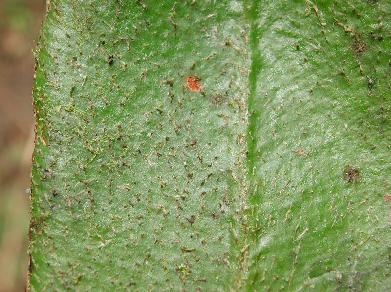Dryopteridaceae Elaphoglossum albescens