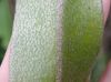 image of Elaphoglossum argyrophyllum