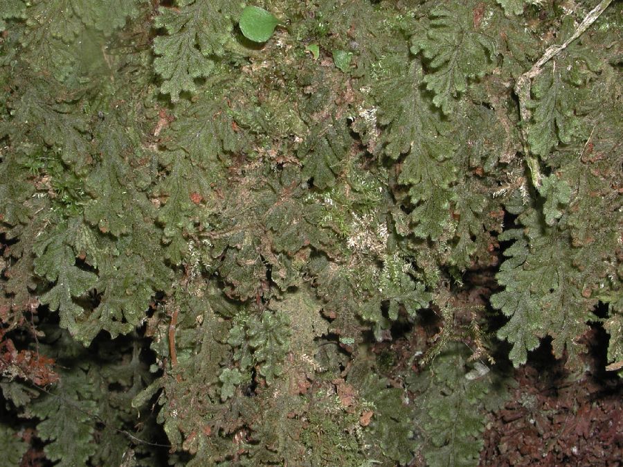 Hymenophyllaceae Hymenophyllum 