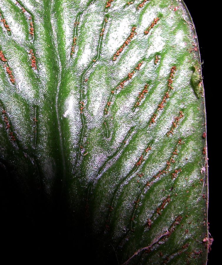 Pteridaceae Polytaenium cajenense