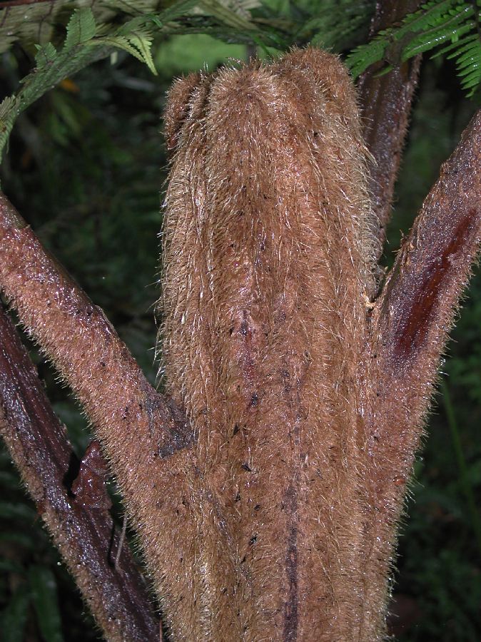 Cyatheaceae Alsophila cuspidata