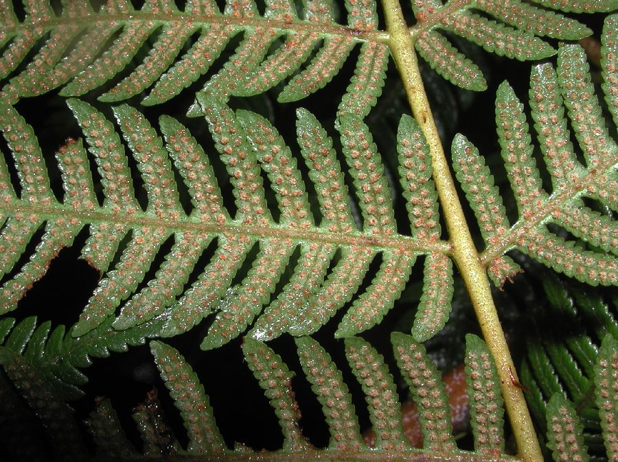 Cyatheaceae Cyathea microdonta