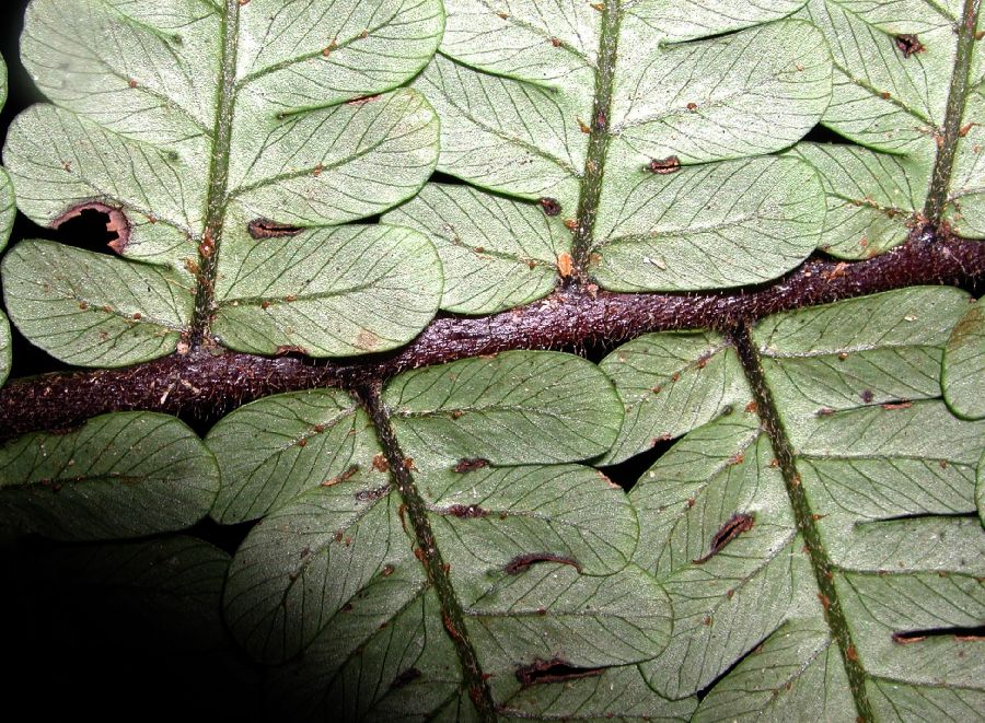 Cyatheaceae Cyathea tortuosa