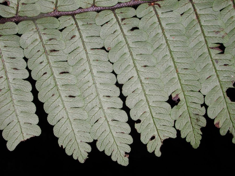 Cyatheaceae Cyathea tortuosa