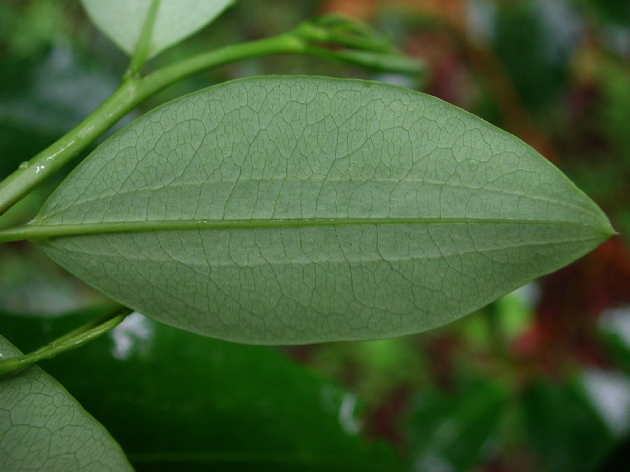 Erythroxylaceae Erythroxylum coca