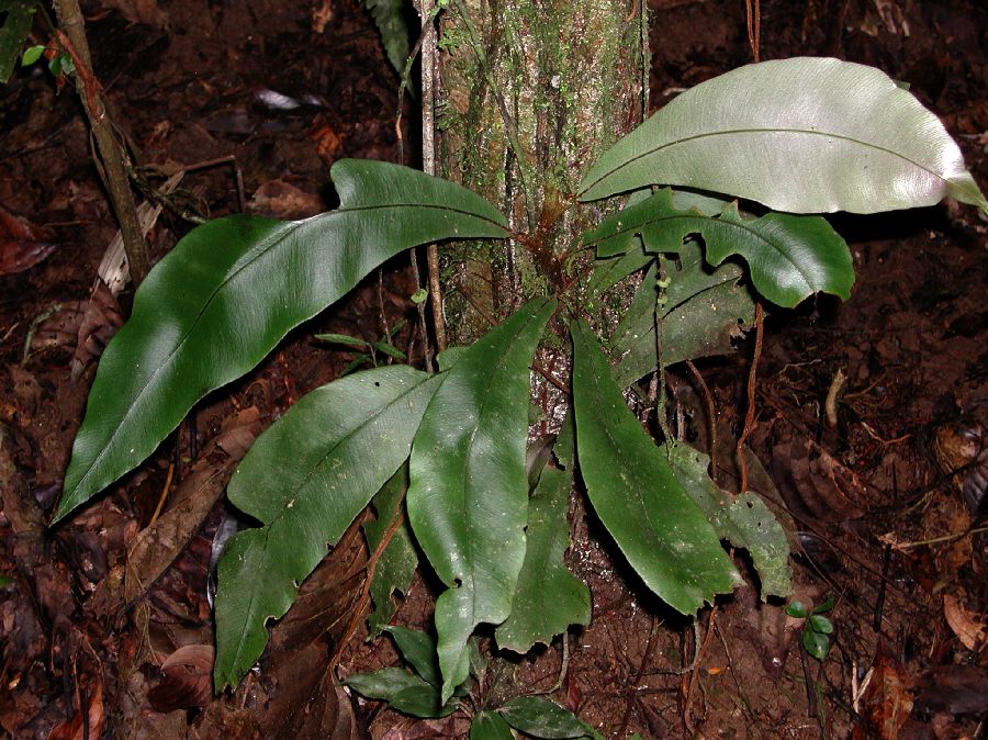 Lomariopsidaceae Lomariopsis latipinna